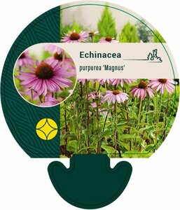 Echinacea purpurea 'Little Magnus' P9 - afbeelding 5