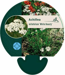 Achillea millefolium 'White Beauty' P9 - afbeelding 2