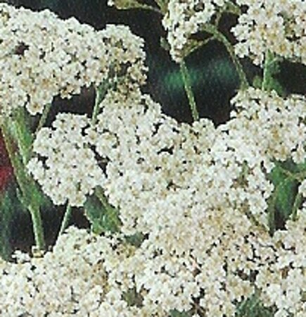 Achillea millefolium 'White Beauty' P9 - afbeelding 1