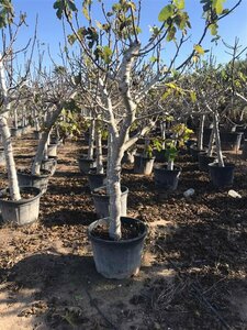 Ficus carica - afbeelding 4