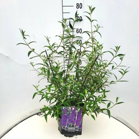 Buddleja davidii 'Black Knight' - afbeelding 2