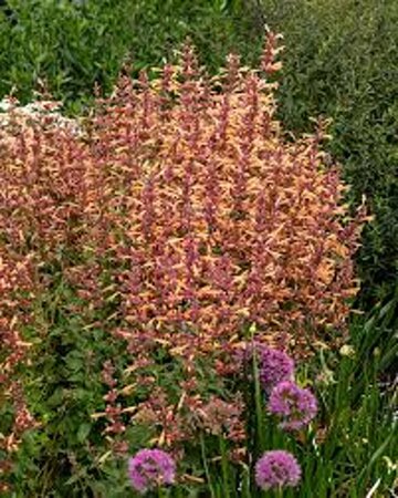 Agastache 'Mango Tango' P9