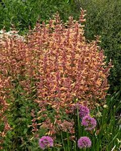 Agastache 'Mango Tango' P9