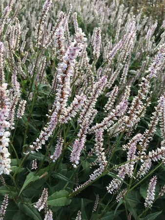 Persicaria amplexicaulis 'JS Misty Morning' P9 - afbeelding 1