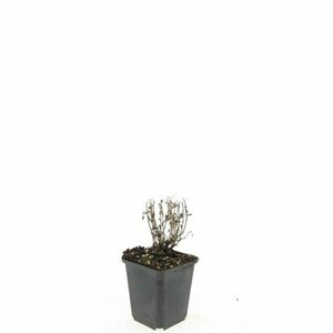 Nepeta f. 'Walker's Low' C2