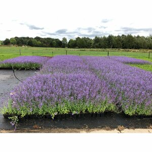 Nepeta f. 'Walker's Low' C2