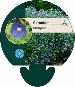 Geranium himalayense P9 - afbeelding 5