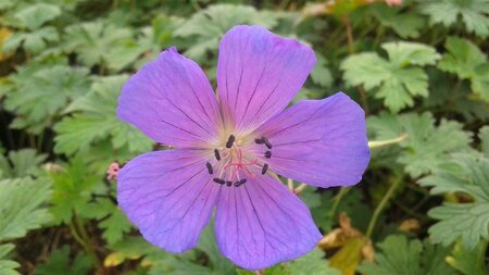 Geranium himalayense P9 - afbeelding 2