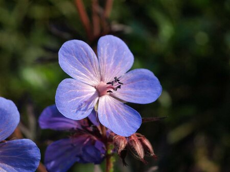 Geranium himalayense P9 - afbeelding 4