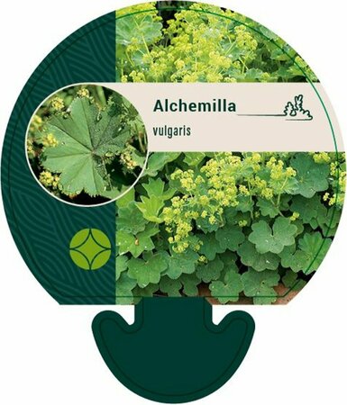Alchemilla vulgaris P9