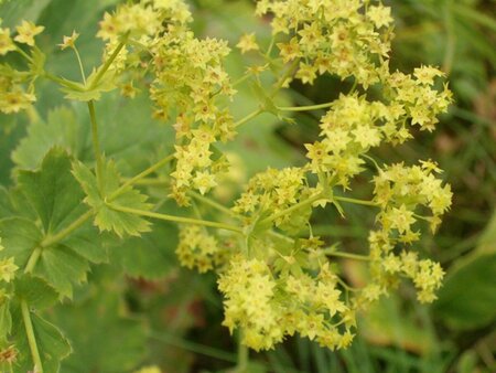 Alchemilla vulgaris P9 - afbeelding 4