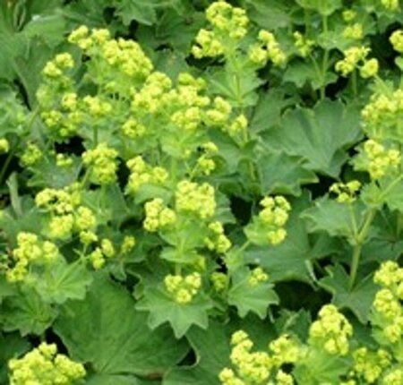 Alchemilla vulgaris P9 - afbeelding 3
