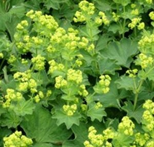 Alchemilla vulgaris P9 - afbeelding 3