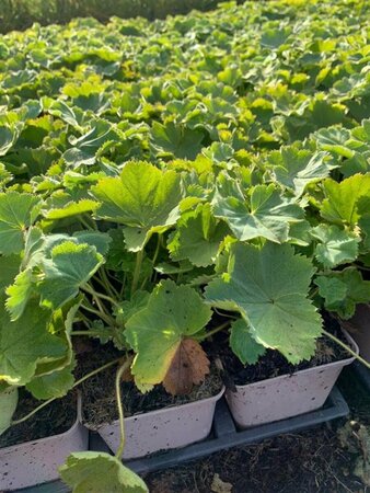 Alchemilla vulgaris P9 - afbeelding 5