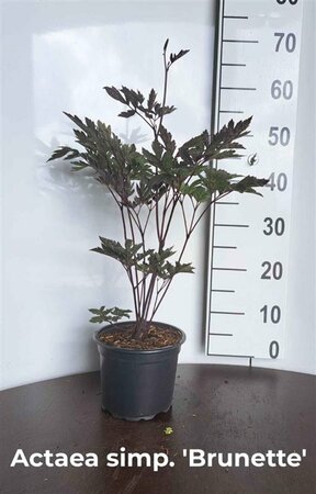 Actaea simplex 'Brunette' P11 - afbeelding 1