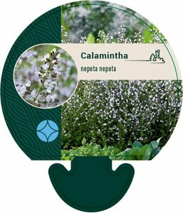 Calamintha nepeta nepeta P13 BIO - afbeelding 4