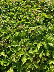Astilbe chinensis 'Pumila' P11 - afbeelding 4