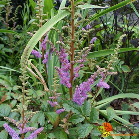 Astilbe chinensis 'Pumila' P11 - afbeelding 1