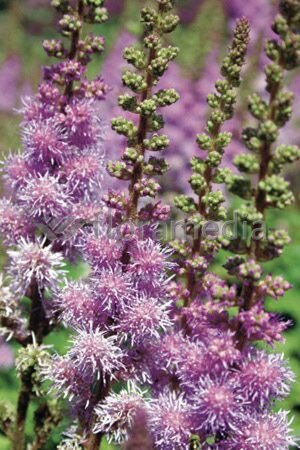 Astilbe chinensis 'Pumila' P11 - afbeelding 3