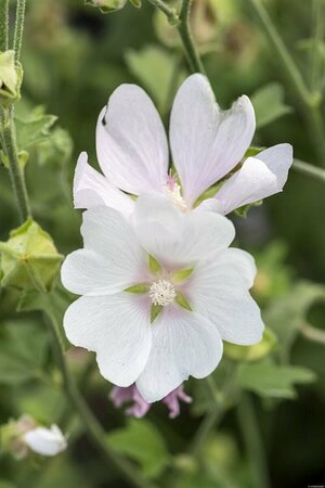 Lavatera 'White Angel' C2 - afbeelding 1