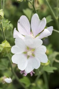 Lavatera 'White Angel' C2