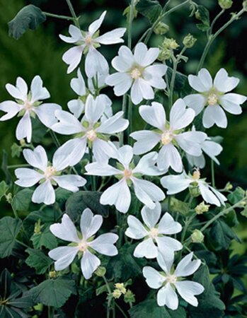 Lavatera 'White Angel' C2 - afbeelding 2