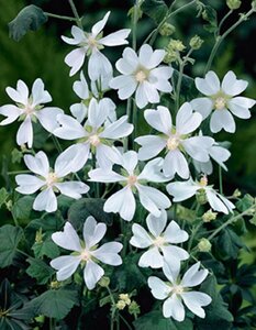 Lavatera 'White Angel' C2 - afbeelding 2