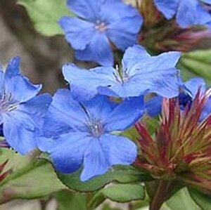 Ceratostigma griffithii