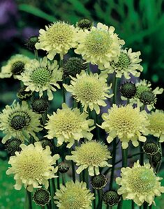 Cephalaria gigantea P11 - afbeelding 3
