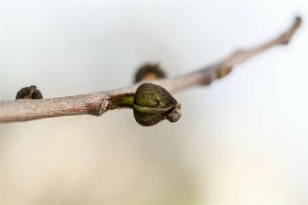 Asimina triloba 8-10 C.  - afbeelding 2