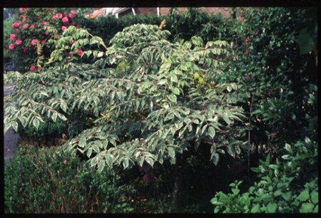 Aralia elata