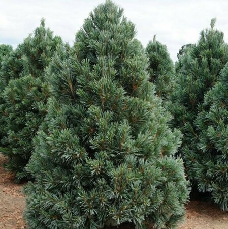 Pinus flex. 'Vanderwolf's Pyramid' 50/60 C.  - afbeelding 2