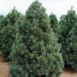 Pinus flex. 'Vanderwolf's Pyramid' 50/60 C.  - afbeelding 2