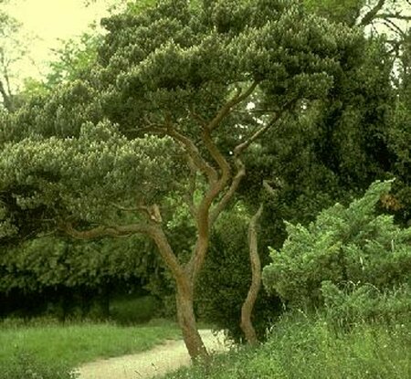 Pinus sylvestris 'Watereri' - afbeelding 2