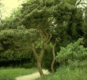 Pinus sylvestris 'Watereri' - afbeelding 2