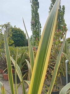 Phormium tenax 'Variegatum' 125/150 C.