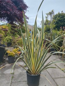 Phormium tenax 'Variegatum' - afbeelding 3