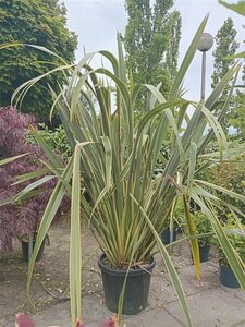 Phormium tenax 'Variegatum' - afbeelding 5