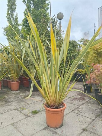 Phormium tenax 'Variegatum' - afbeelding 4