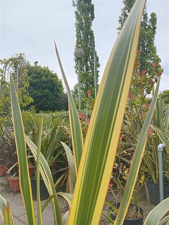 Phormium tenax 'Variegatum' - afbeelding 1