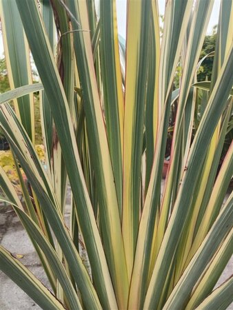 Phormium tenax 'Variegatum' - afbeelding 2