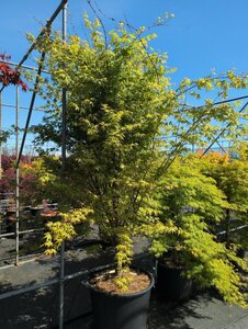 Acer palmatum 'Deshojo' 250/275 C.