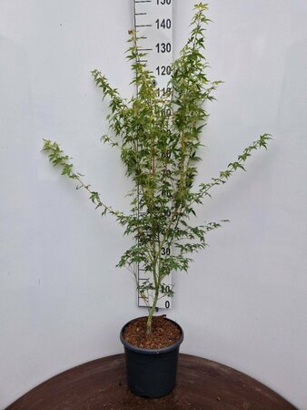 Acer palmatum 'Katsura' - afbeelding 1