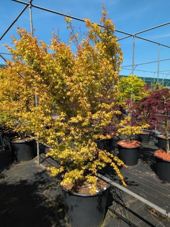 Acer palmatum 'Katsura' - afbeelding 2