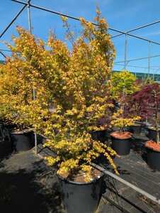 Acer palmatum 'Katsura' - afbeelding 2