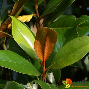 Magnolia grandiflora 'Little Gem' ST. 100 C.  - afbeelding 2