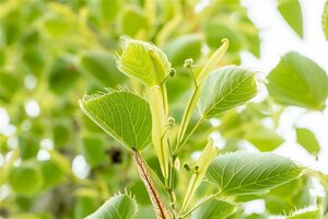 Tilia henryana