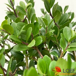 Ilex crenata 'Dark Green' ST. 120 C. Bol