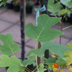Liriodendron tulipifera 'Fastigiatum' 275/300 C.