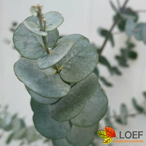 Eucalyptus gunnii 'Azura' 200/225 C.Geveerd